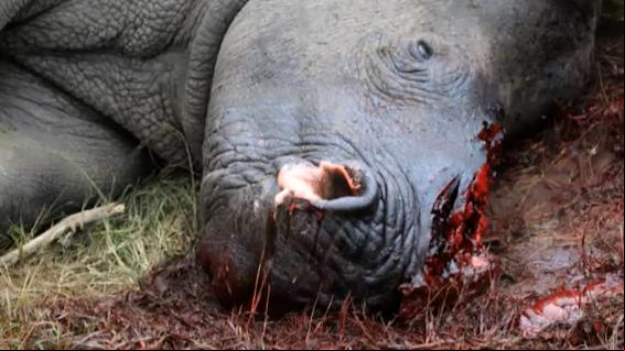 La caza furtiva en África: amenaza animal y de seguridad antiterrorista en el continente