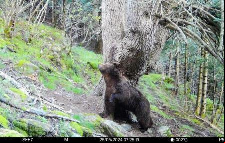 El oso Nere en una imagen captada con cámara automática el 25 de mayo de 2024 entre Valh d'Aran y el Pallars Sobirà