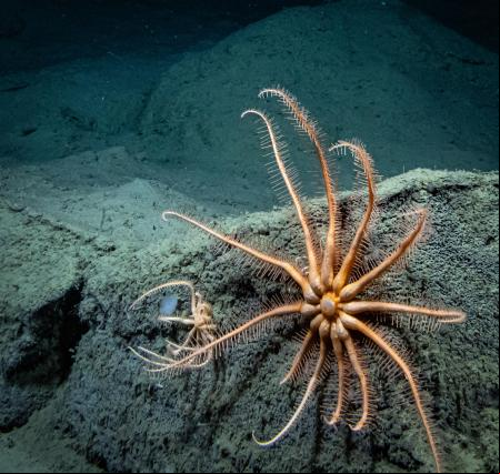 Tan solo conocemos el 0,001% del fondo marino profundo, según investigadores de Ocean Discovery League