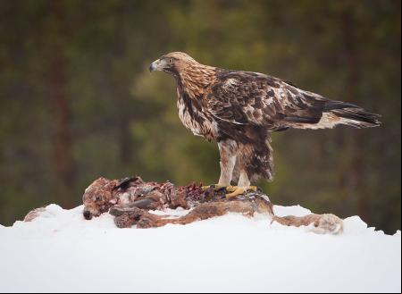 Ejemplar de águila real 'Aquila chrysaetos', una de las especies analizadas en el nuevo estudio .