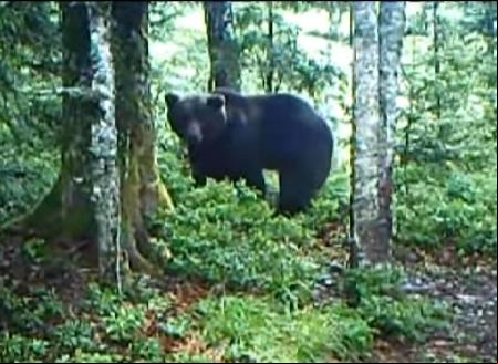Captura de un video del oso Nere en el valle d'Ossau en 2017