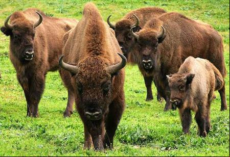JA01. EL ENCINAREJO (JAÉN), 29/04/2024.-Bisontes europeos en El Encinarejo (Sierra de Andújar, Jaén). Un estudio desarrollado en la sierra de Andújar (Jaén) por la Universidad Autónoma de Barcelona, con participación del CSIC, ha analizado los hábitos alimenticios de una población de bisontes europeos en el monte mediterráneo y ha concluido la capacidad de este animal para adaptarse a las condiciones bioclimáticas del sur de España. EFE / Jordi Bartolomé/ CSIC//SOLO USO EDITORIAL/SOLO DISPONIBLE PARA ILUSTRAR LA NOTICIA QUE ACOMPAÑA (CRÉDITO OBLIGATORIO)//