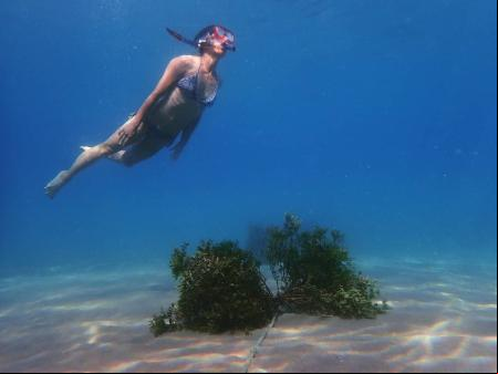 Sepieras que los submarinistas pueden visitar en la Costa Brava