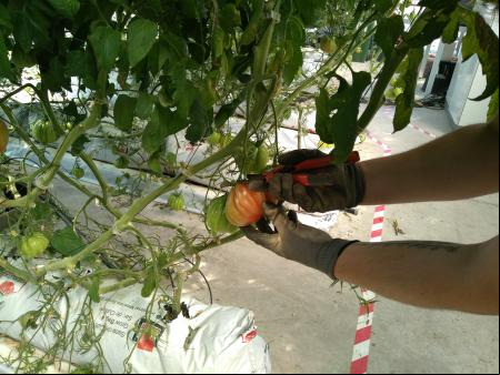 tomates orina