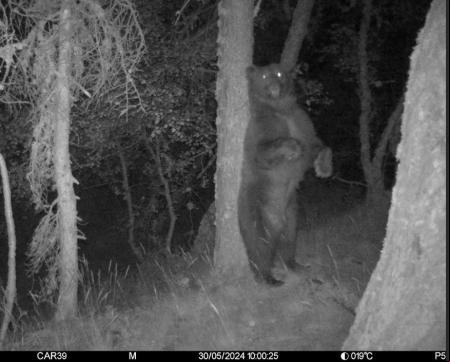 Imagen nocturna del oso Nere captada con fototrampeo el 30 de mayo de 2024