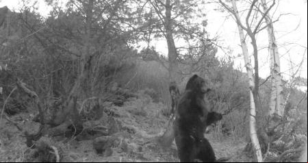Agentes de Miei Ambient del Conselh Generau d’Aran han localizado también al oso Nere en esta comarca este año gracias al trampeo fotográfico