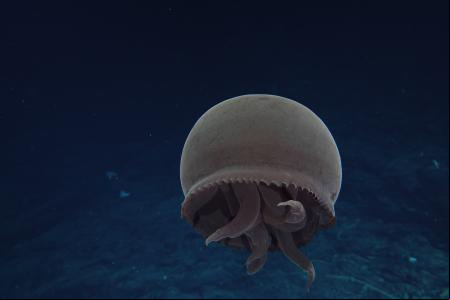 Tan solo conocemos el 0,001% del fondo marino profundo, según investigadores de Ocean Discovery League
