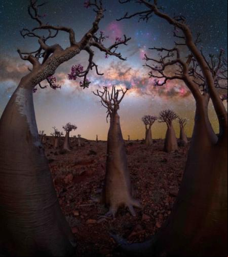 «Bottle Tree Paradise» – Captada en la isla de Socotra, Yemen, con sus excepcionales árboles botella ' Dendrosicyos socotrana' .