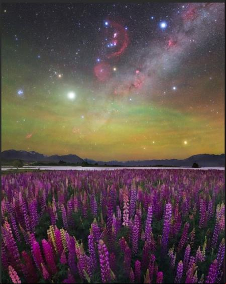«A Sea of Lupines» – Lago Tekapo, en la isla del sur, en Nueva Zelanda