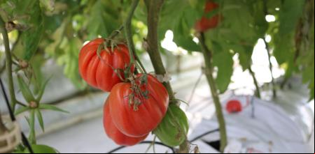 tomates orina