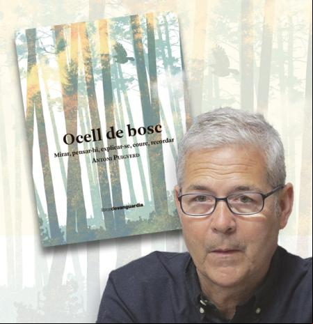 Ocell de bosc