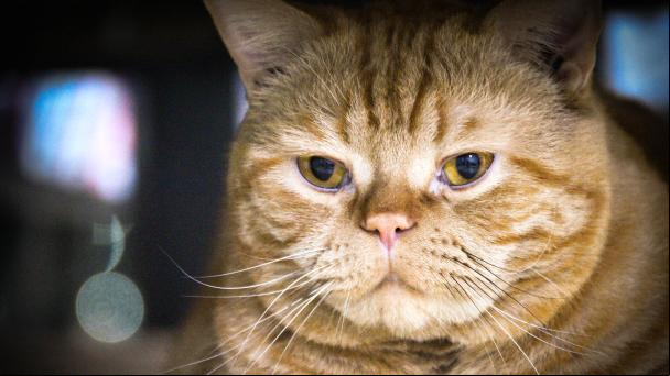 ¿Por qué internet se ha llenado de gatos gordos?