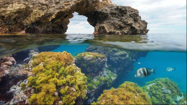 El Mediterráneo se calienta: cada vez más cerca de bañarnos en un mar tropical