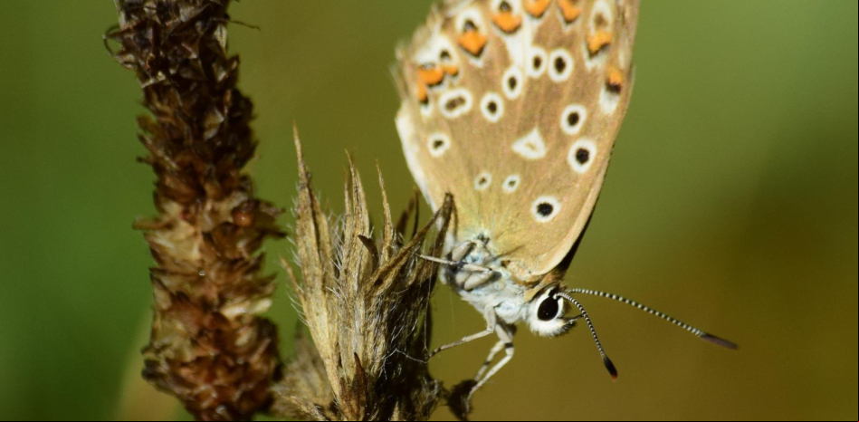 La mariposa del Vallès Occidental