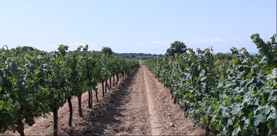 Descubre el paisaje de viñas de Sant Pere de Ribes