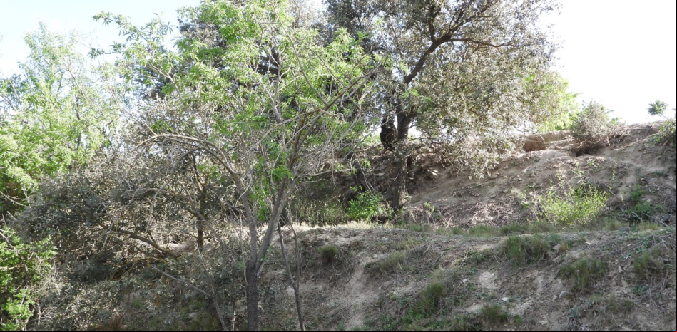 El reto del conejo escondido: ¿eres capaz de verlo?