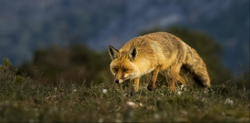 El atento zorro de los campos de Solsona