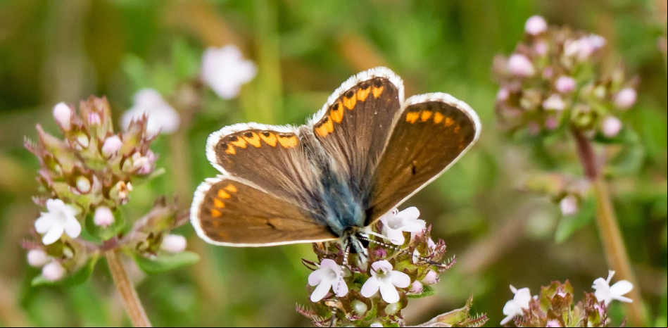 Las propiedades naturales de la flor del tomillo
