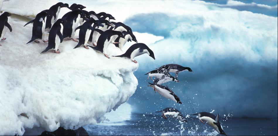 Los microplásticos que generamos llegan a la Antártida y entran en la dieta de los pingüinos