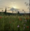 El Empordà de Van Gogh