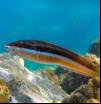 La mayor temperatura del mar eleva la presencia de un tipo de pez de colores en el norte de Cap de Creus