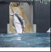 Islandia autoriza de nuevo la caza de ballenas pese a la moratoria del año pasado