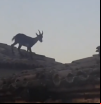 Cabras 'voladoras' invaden un municipio de Castellón de 2.000 habitantes saltando de tejado en tejado: “Es un peligro porque te puede caer una teja encima”