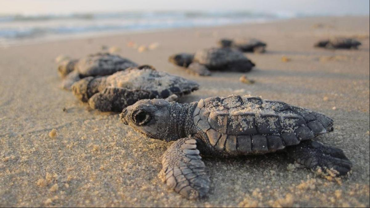Encuentran en Bilbao un ejemplar juvenil de tortuga boba, especie en peligro de extinción