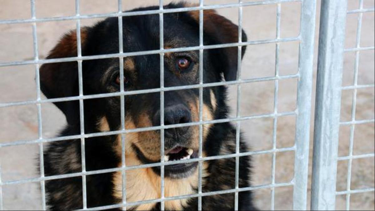 Operación policial contra el tráfico de perros criados en granjas ilegales