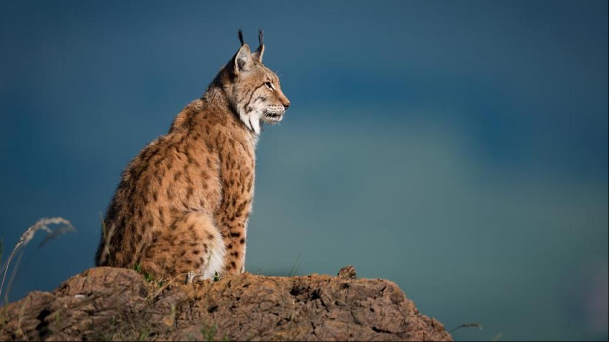 Historia del lince en Catalunya: cuándo y por qué desapareció la especie vetada por Revolta Pagesa