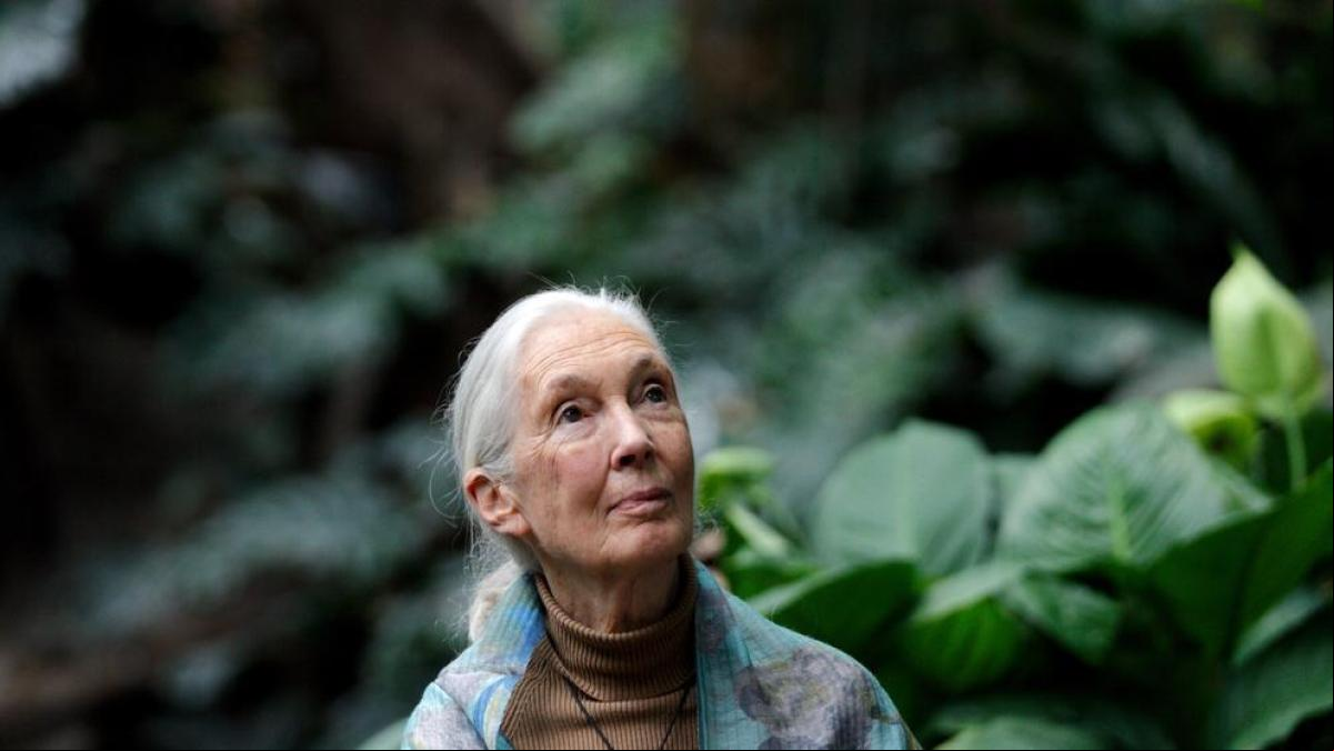 Jane Goodall pide a España que lidere la prohibición de las macrogranjas