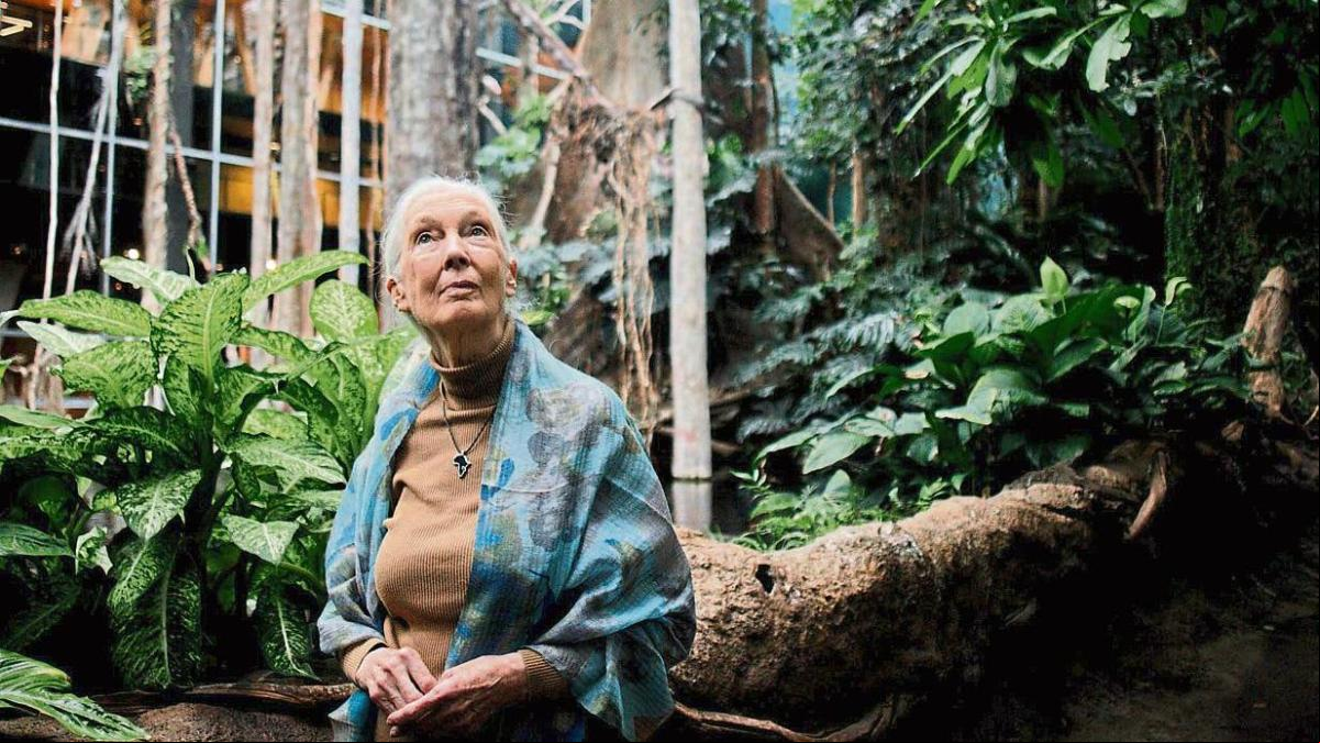 Jane Goodall, 90 años de un icono para el conservacionismo