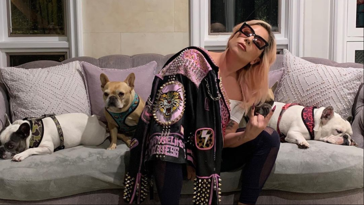 Liberado por error el hombre que robó los perros de Lady Gaga y disparó a su paseador
