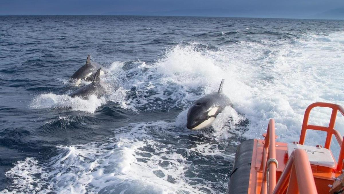 Dos nuevos ataques de orcas a veleros en menos de 24 horas en el estrecho de Gibraltar
