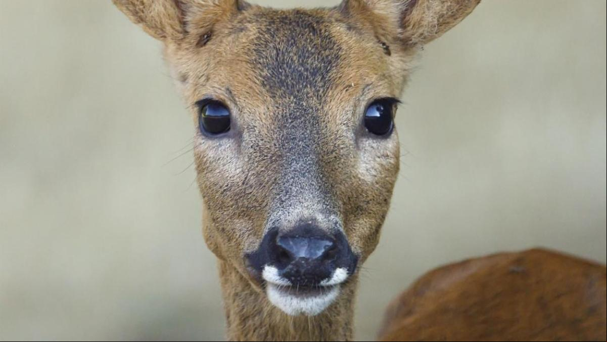 La pequeña Bambi del Vallès
