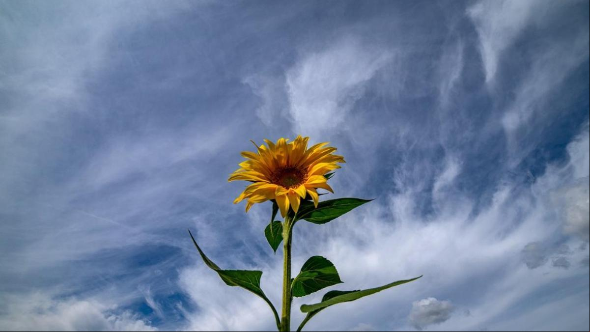La belleza otoñal de los últimos girasoles