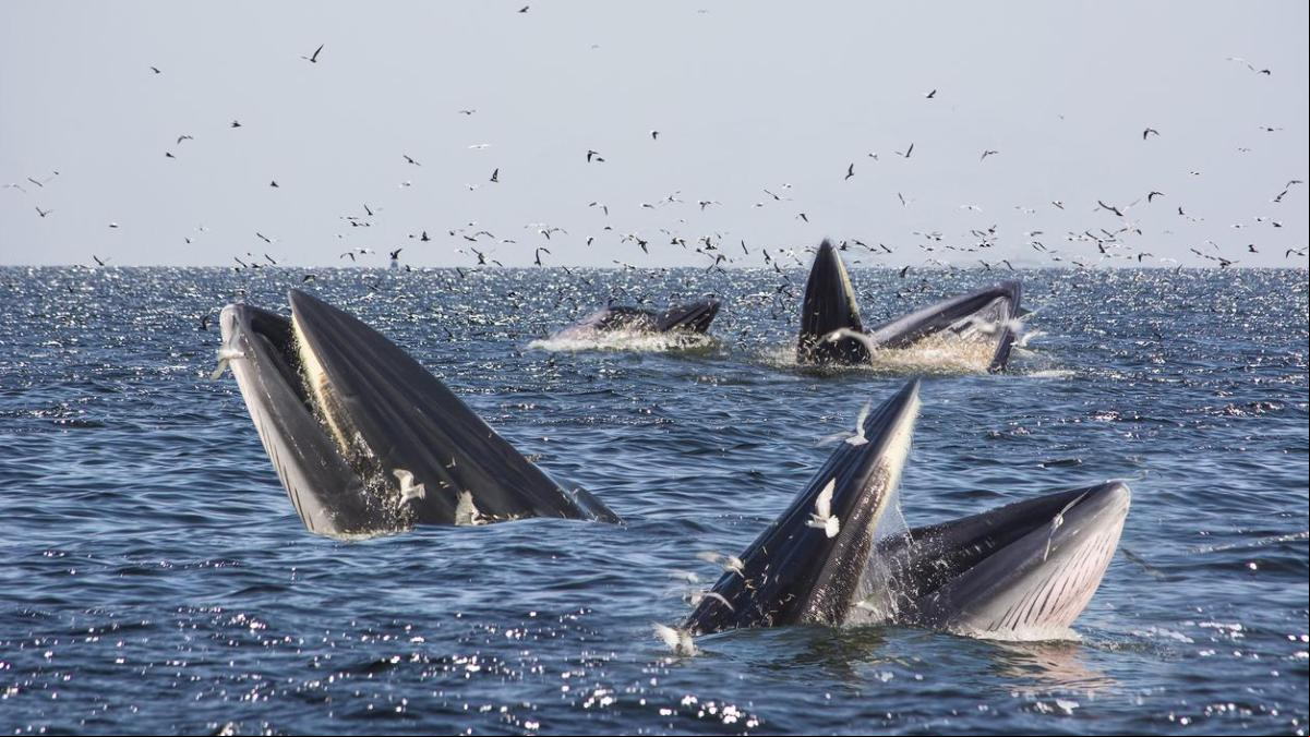 Canciones para comer: la música que hacen las ballenas mientras se alimentan Canciones para comer: la música que hacen las ballenas mientras se alimentan
