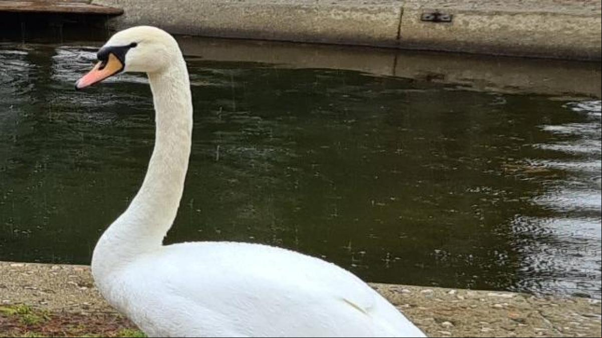 El patito feo de Osséja