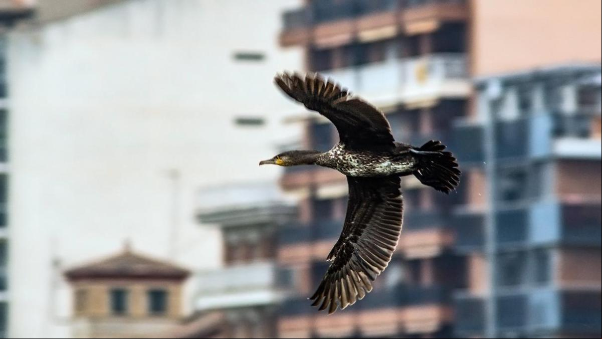 El vuelo del cormorán en Balaguer