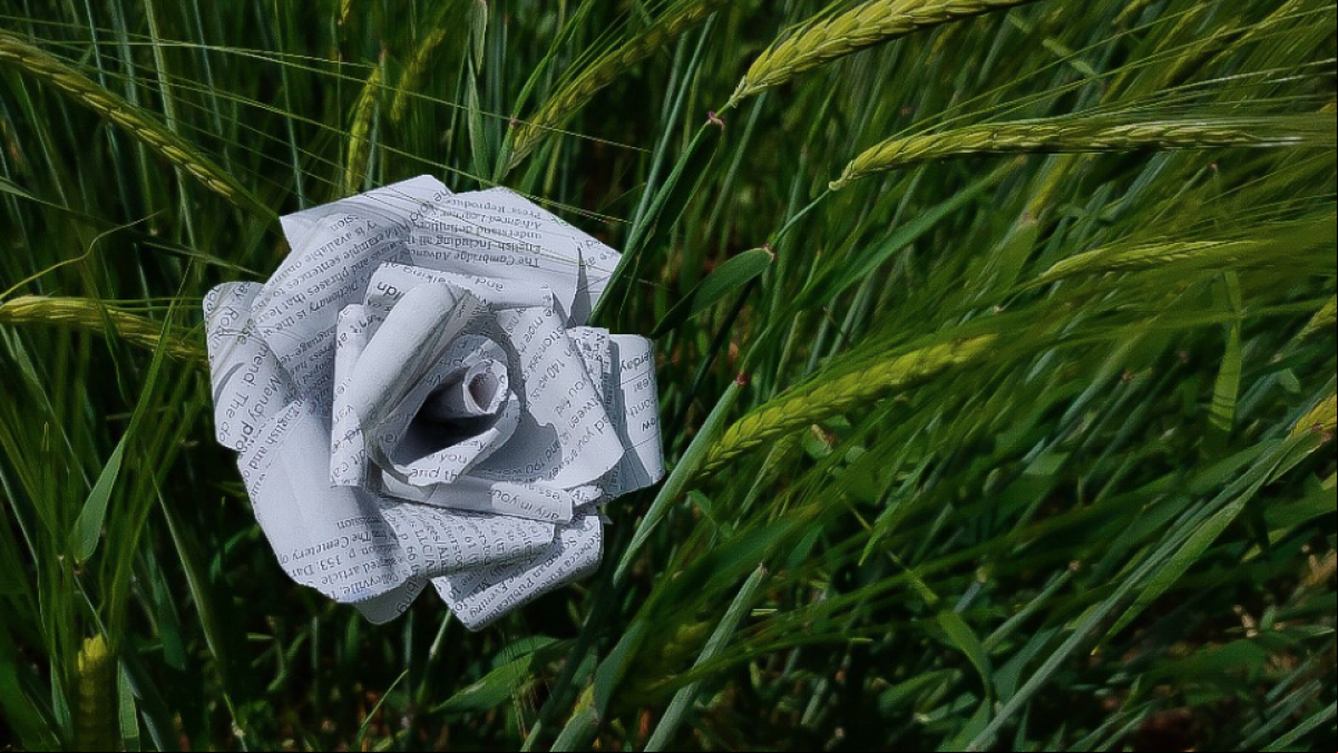Tributo de los lectores al día del libro y la rosa
