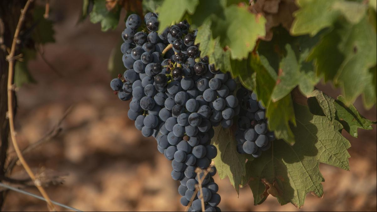 Descubre uno de los mayores viñedos del mundo