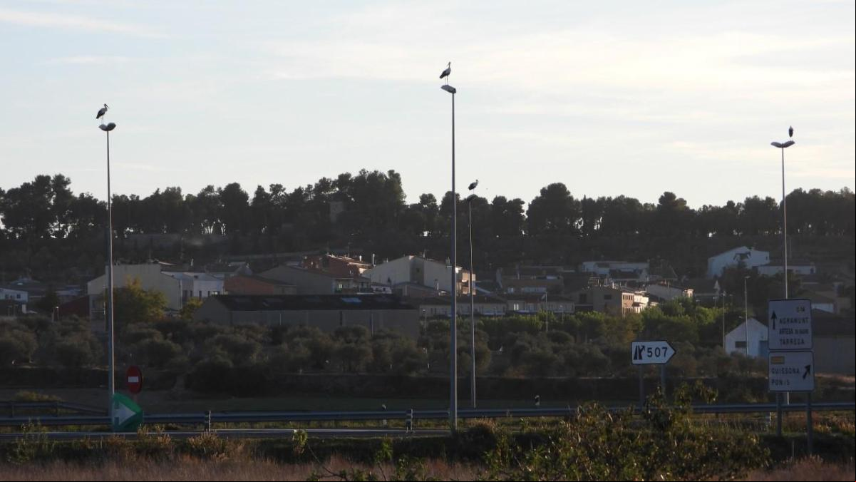 El curioso santuario de cigüeñas de la autovía A-2