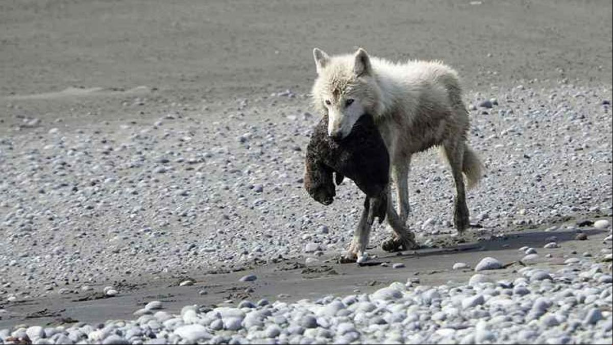 Los lobos invaden una isla de Alaska, aniquilan a los ciervos y ahora van a por las nutrias marinas