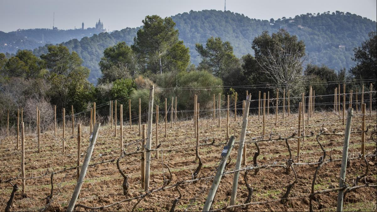 París, Nueva York, Barcelona... Oasis vinícolas a tiro de piedra del cemento