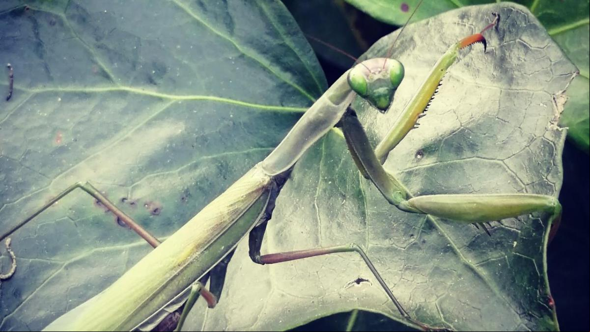 Mantis, la pequeña máquina de matar
