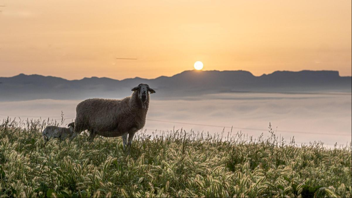 Bucólicos mares de niebla en la Plana de Vic