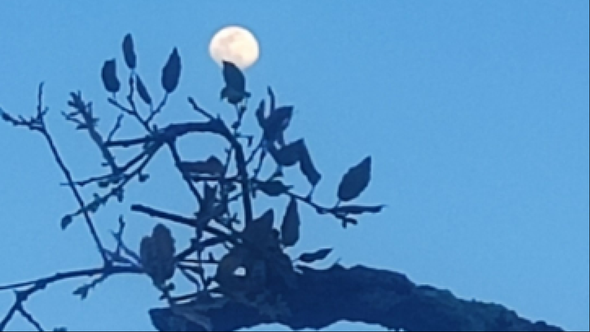 El árbol más literario seduce a la luna