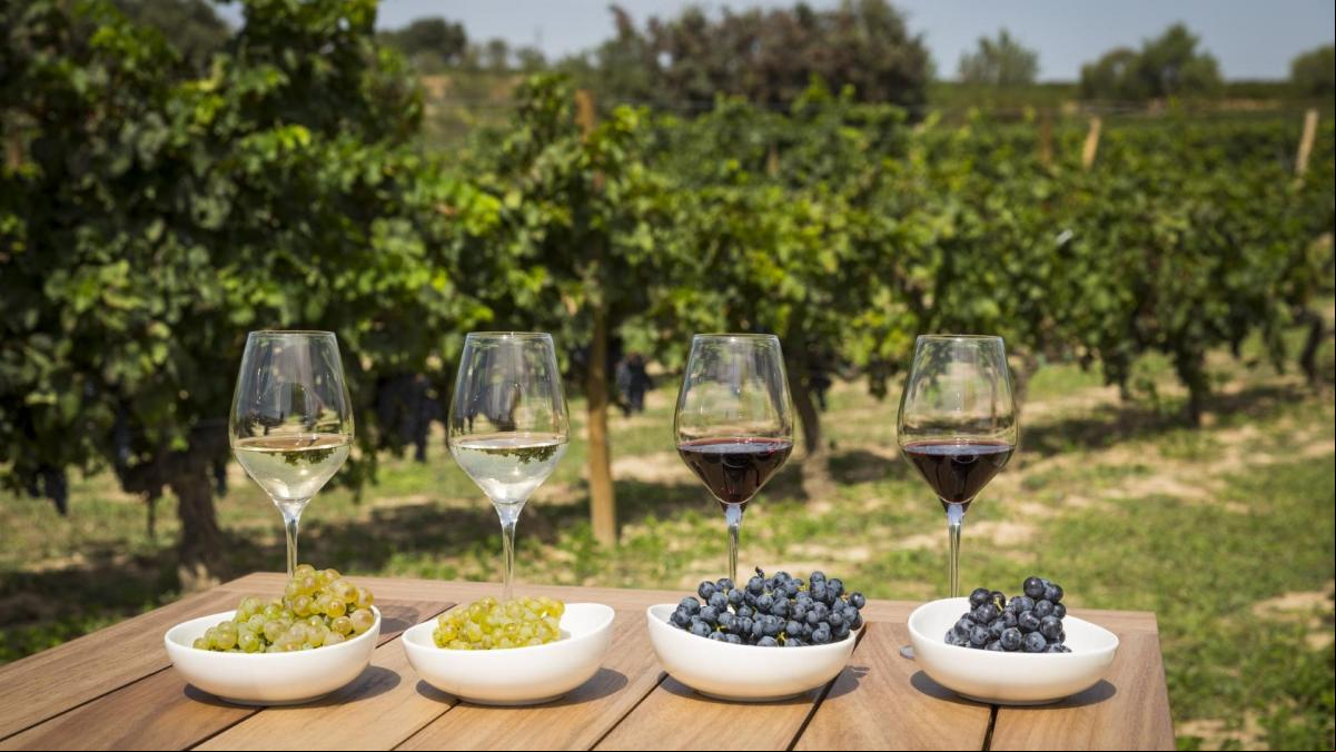 El enoturismo inunda Catalunya en verano y durante la vendimia