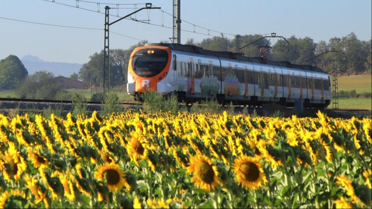 El tren de los girasoles