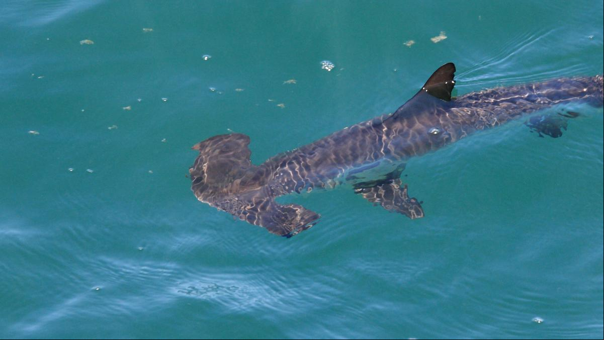 Bañistas se encuentran con crías de tiburón martillo en la playa de Las Canteras de Las Palmas